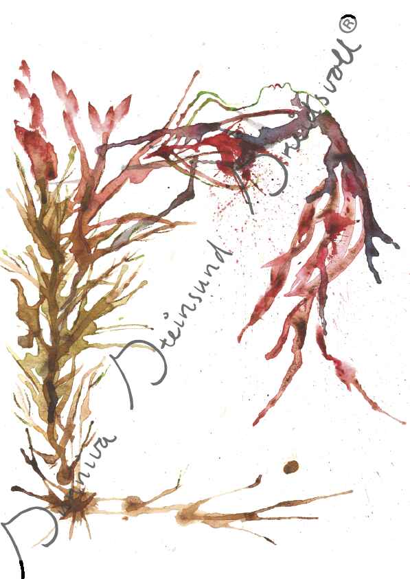Laminariaes amor med vassmerke